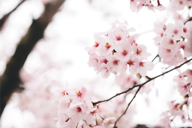 HistoryStudio-Kyoto-Japan-Engagement-PreWedding-HongKong-Sakura-CherryBlossom-023