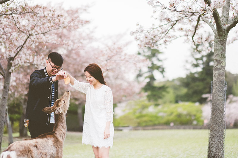 mila-story-engagement-overseas-japan-cherry-blossom-deer-outdoor-003