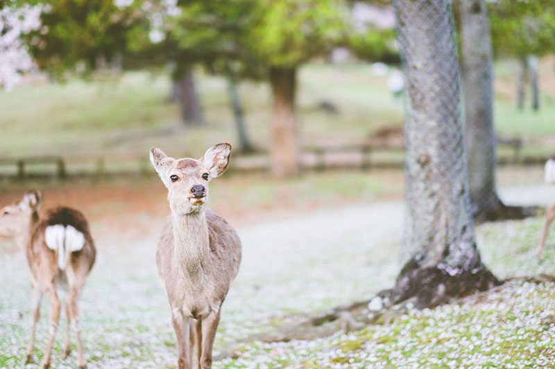 mila-story-engagement-overseas-japan-cherry-blossom-deer-outdoor-031