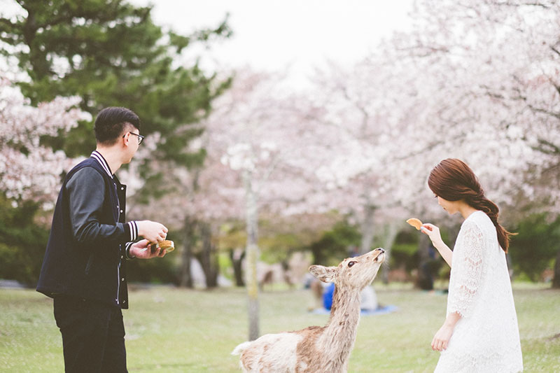 mila-story-engagement-overseas-japan-cherry-blossom-deer-outdoor-032