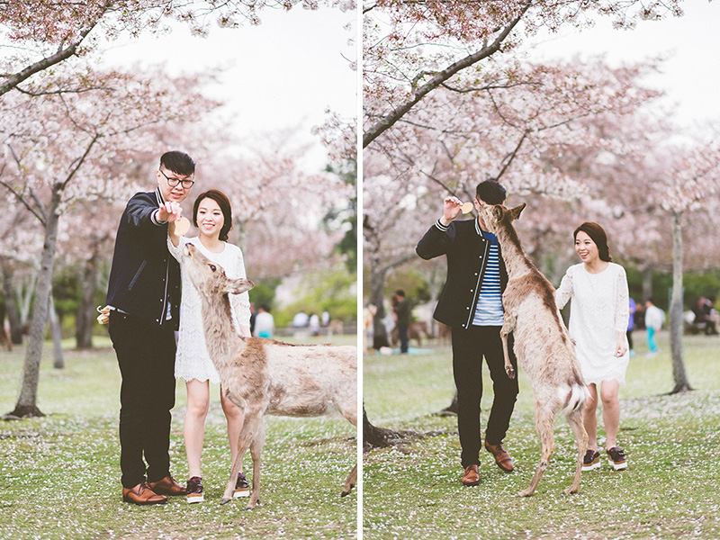 mila-story-engagement-overseas-japan-cherry-blossom-deer-outdoor-033